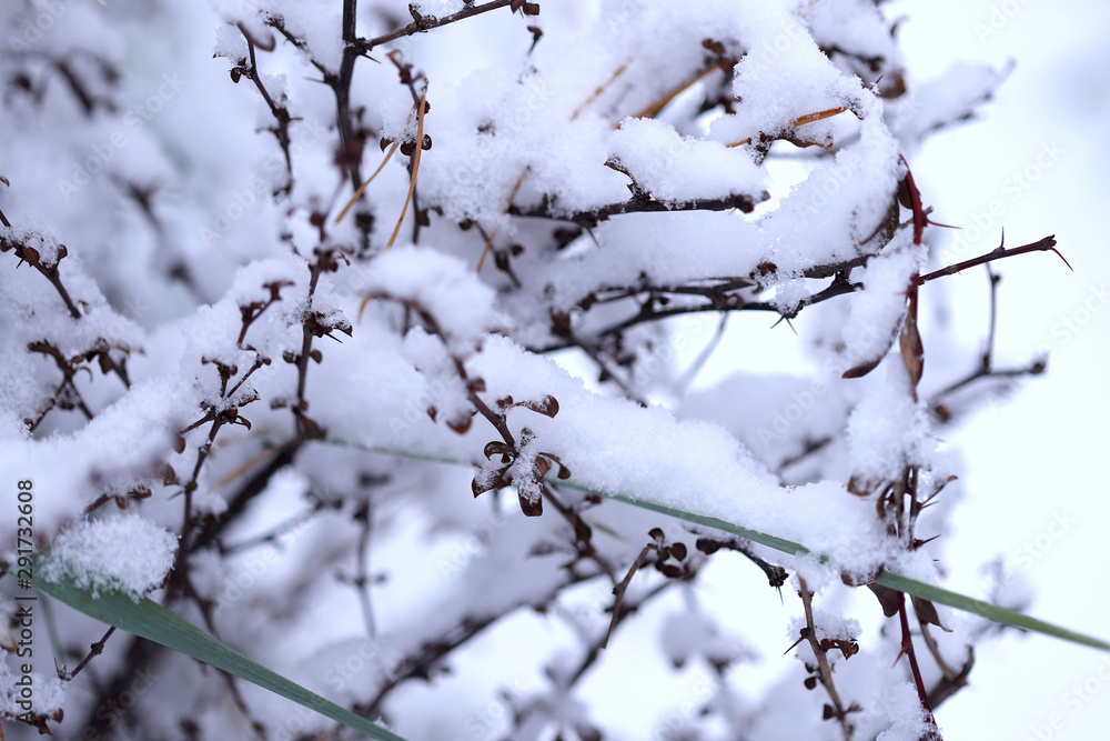 Winter nature background. Shrub with red berries covered in snow. .Plants in a snowy park. Close-up.