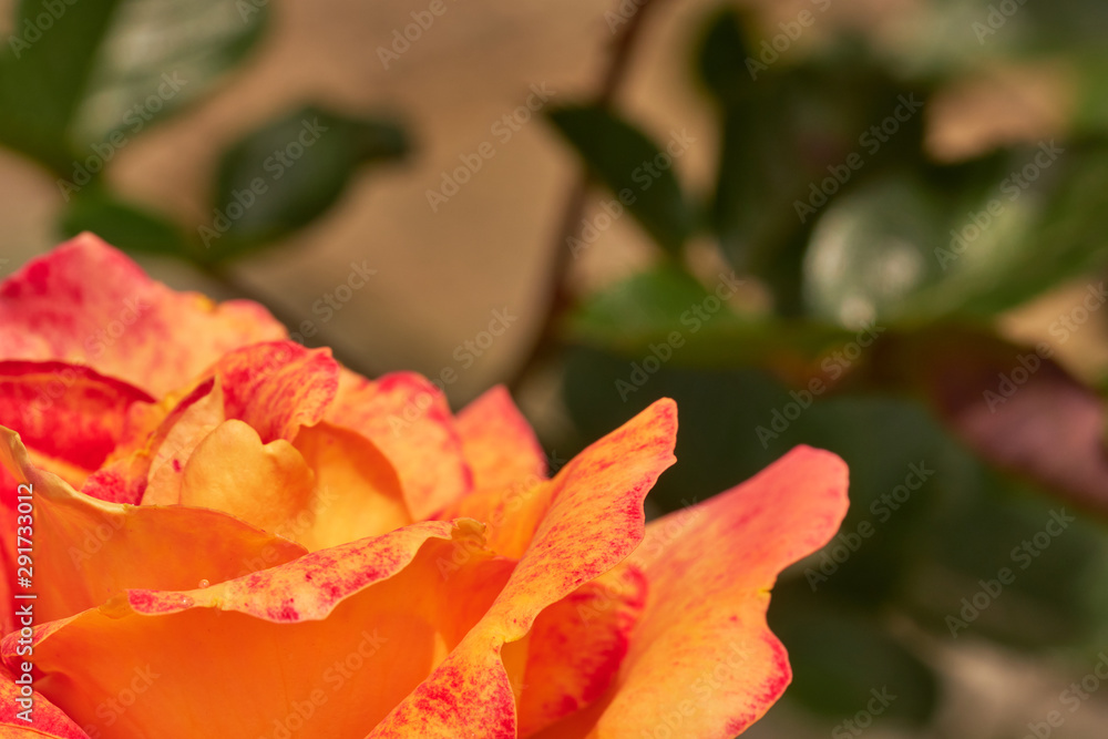 Rosa amarilla con pigmentación roja