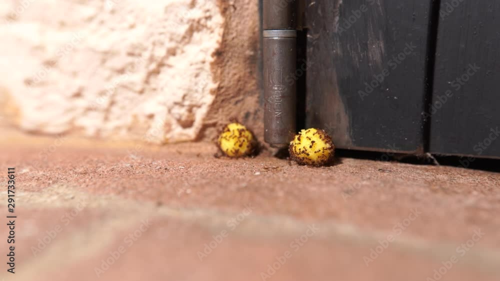 Poisoned balls made of toxic boric acid and fresh yolk for fighting