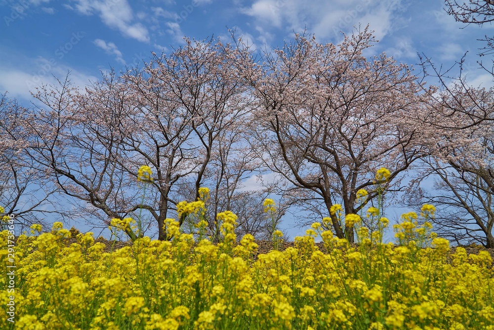 桜と菜の花　真岡鐡道