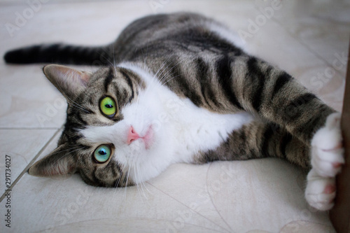 Cat with bright blue green eyes poses lying on floor