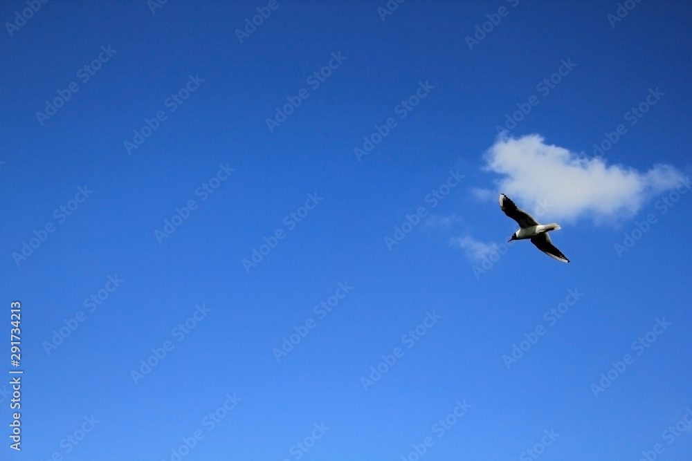 Flying Seagull. Seagull on a background of blue sky and white clouds.One Seagull soars high in the sky. Seabird. Flying Seagull. Seagull on a background of blue sky and white clouds.One Seagull soars high in the sky. Seabird.