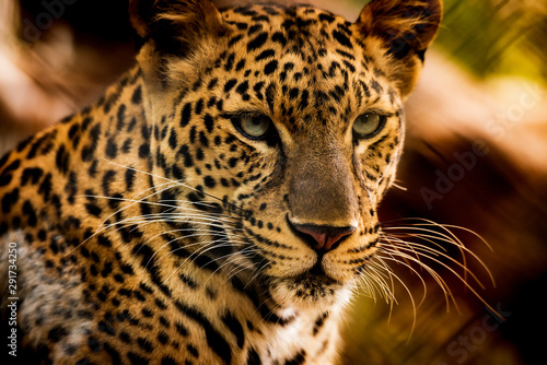 The portrait of Javan leopard