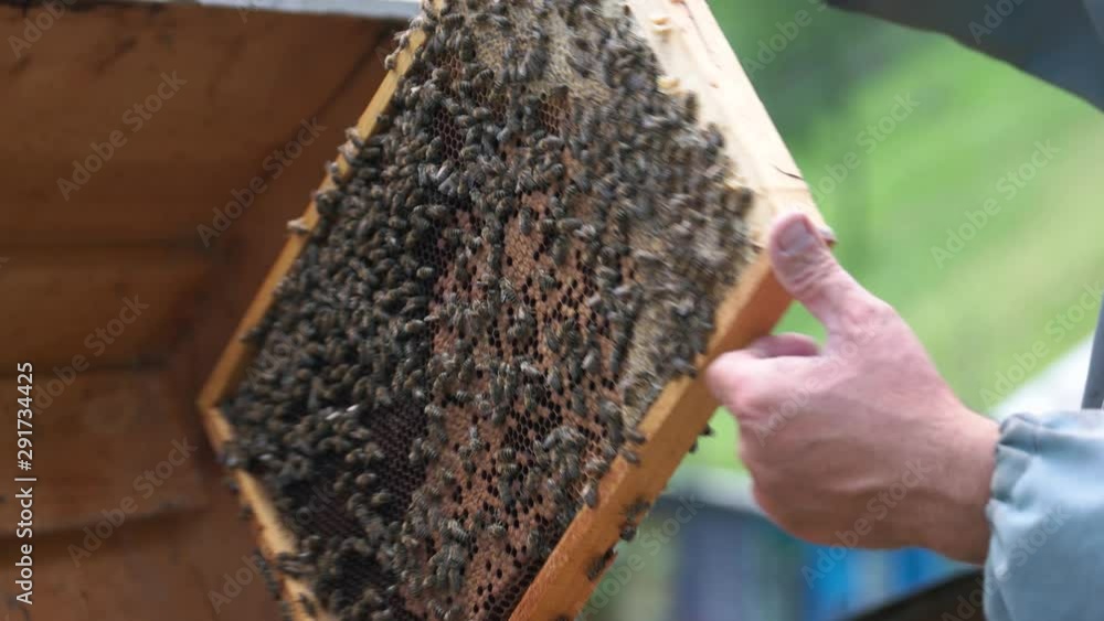 Beekeeper holding honeycomb with a swarm of bees. Beekeeper working in the apiary. Beekeeper holding honeycomb with a swarm of bees. Beekeeper working in the apiary.