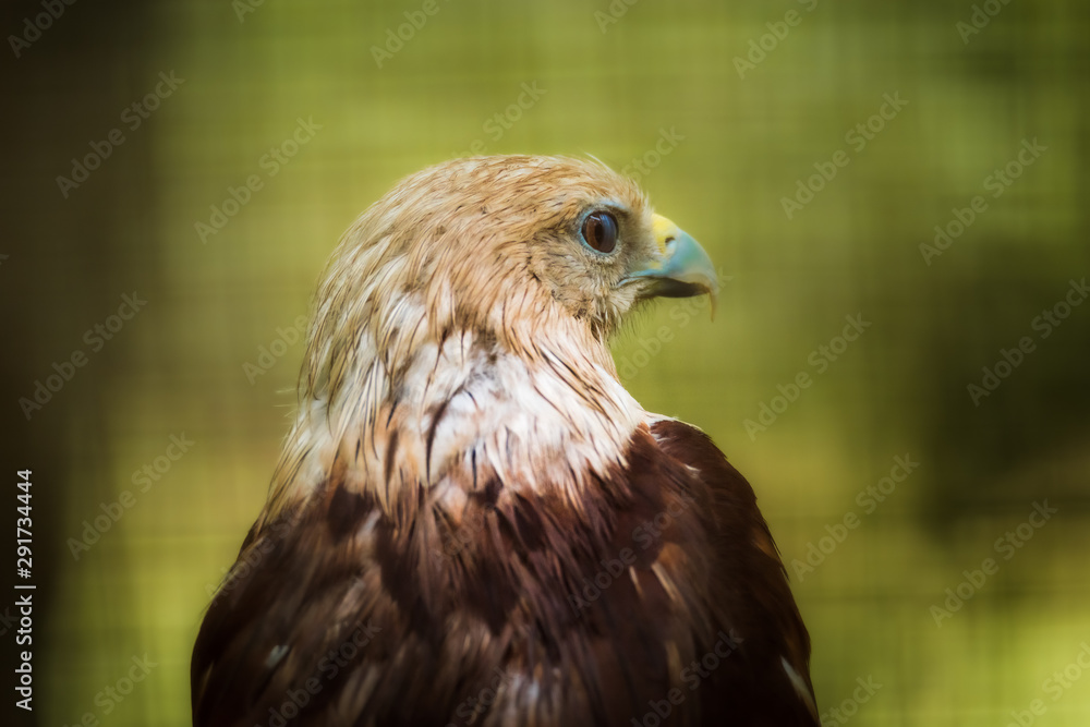 Obraz premium Close up head and shoulders portrait of a Brahminy Kite