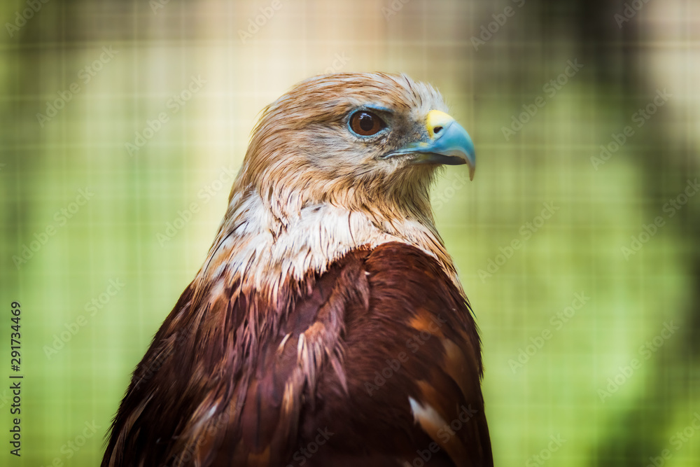 Close up head and shoulders portrait of a Brahminy Kite Close up head and shoulders portrait of a Brahminy Kite