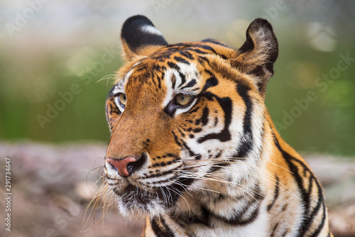 Fototapeta Naklejka Na Ścianę i Meble -  Asian tiger in tropical forest