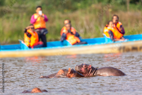 Photography Hippopotamus in Lake Naivasha against boat with tourists