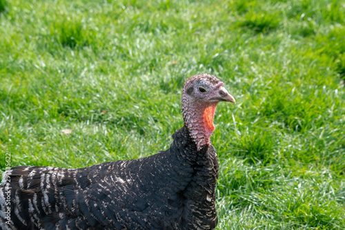 Female turkey standing in a field in Cornwall