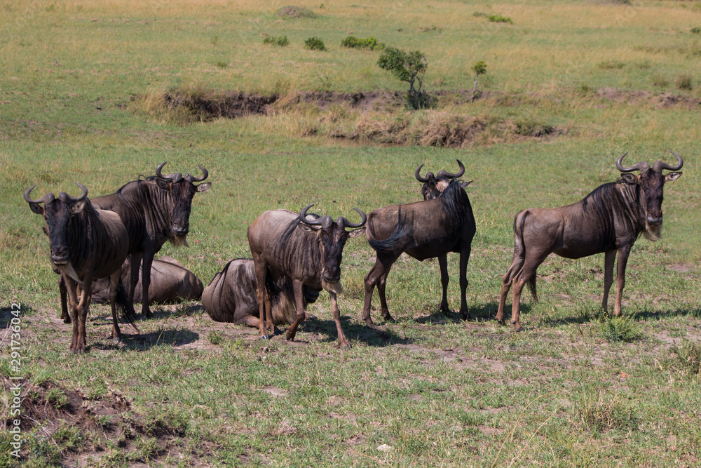 Gnu in wild nature - Kenya, Masai Mara Gnu in wild nature - Kenya, Masai Mara