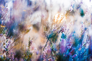 Clear morning in the forest. Frozen blooming heather flowers closeup, Latvia