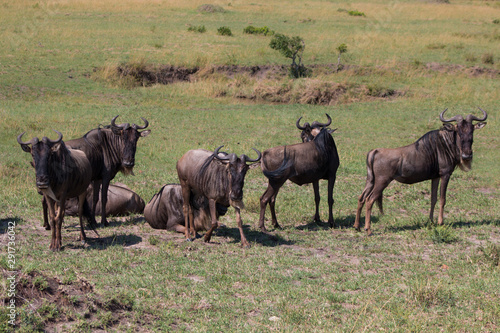 Fototapeta Naklejka Na Ścianę i Meble -  Gnu in wild nature - Kenya, Masai Mara