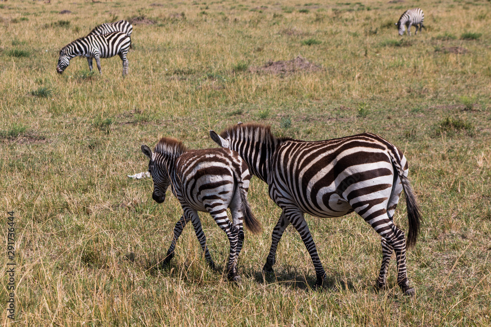 Obraz premium Zebras in wild nature - Kenya, Masai Mara