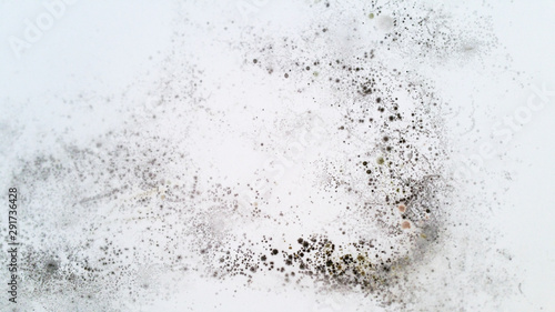 Fotografía Mold on white wall - Fungus on white background.
