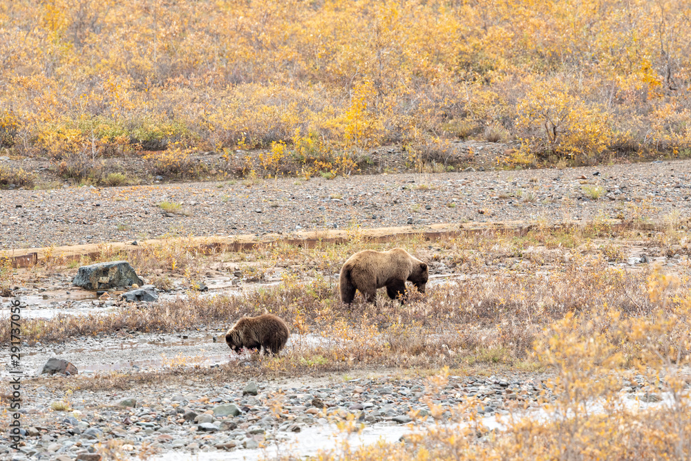 Grizzly Bear Sow and Cub in Alaska in Autumn Grizzly Bear Sow and Cub in Alaska in Autumn