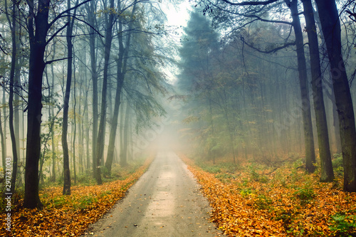 Road and misty forest in autumn with colorful foliage. Autumn natural landscape.