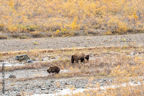 Grizzly Bear Sow and Cub in Alaska in Autumn © natureguy