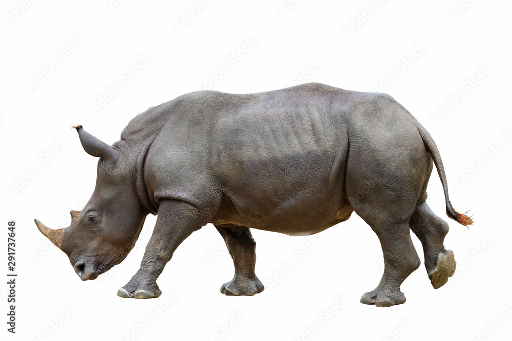 Obraz premium Rhinoceros isolated on white background.