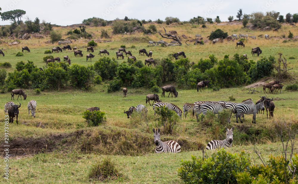 Wild animals in Masai Mara, Kenya