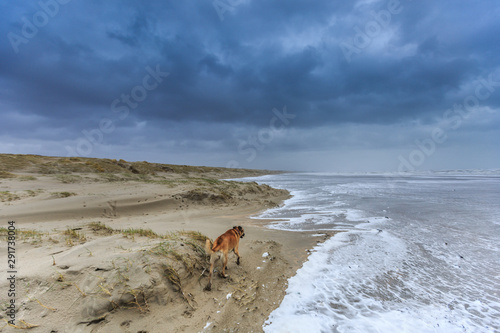 Fototapeta Naklejka Na Ścianę i Meble -  A dog scavenge in violent Wester storm with sea spray and shifting sand dunes and along flood line at  Dutch North Sea coast against a background with dark rain clouds