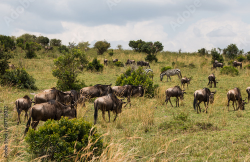 Wild animals in Masai Mara  Kenya