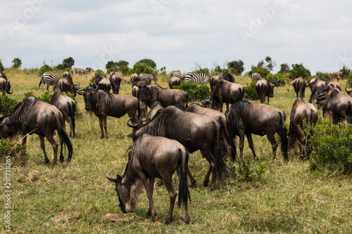 Gnu in wild nature - Masai Mara  Kenya