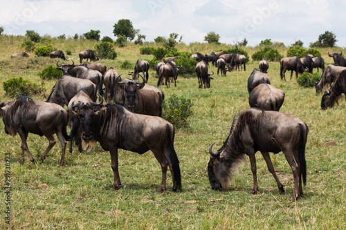 Gnu in wild nature - Masai Mara, Kenya © Katerina