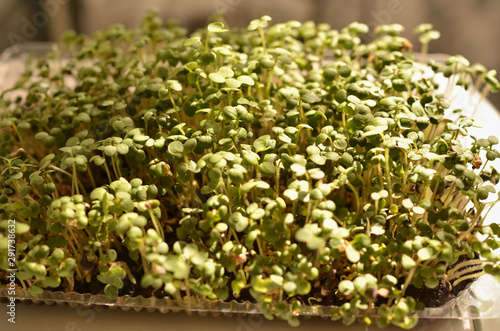 Microgreen of radish and mustard in a disposable container is standing on the window in the house. The sun's rays illuminate the greenery on the windowsill. Bright and sunny photo. 