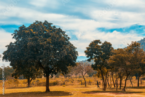 tree in autumn