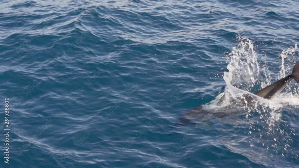 Slowmotion shot, showing a dolphin jumping happily out of the water. Slowmotion shot, showing a dolphin jumping happily out of the water.