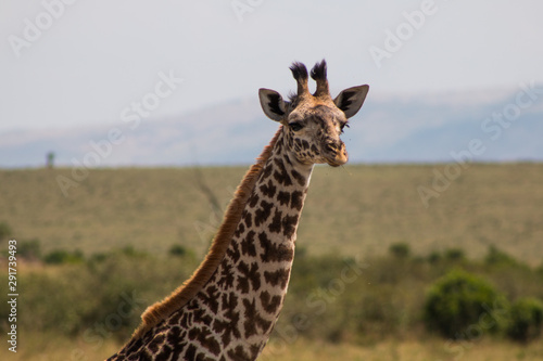 Giraffe in wild nature - Masai Mara  Kenya