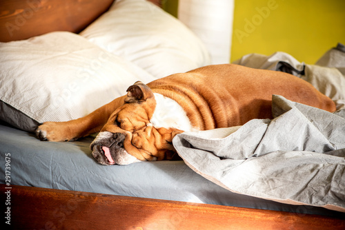The dog sleeps on the master bed. The English Bulldog is sleeping sweetly on the bed, waiting for the owner. Cozy sunny photo with a dog.