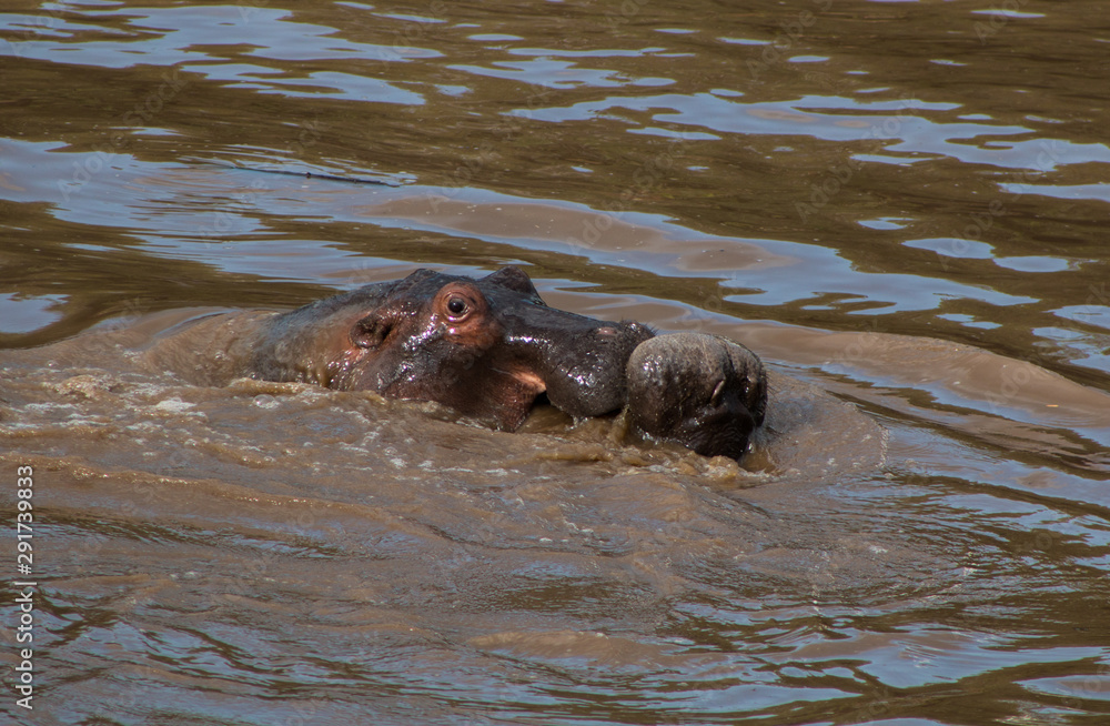 Fototapeta premium Wild hippos in river - Masai Mara, Kenya