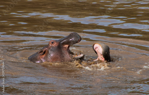 Wild hippos in river - Masai Mara, Kenya