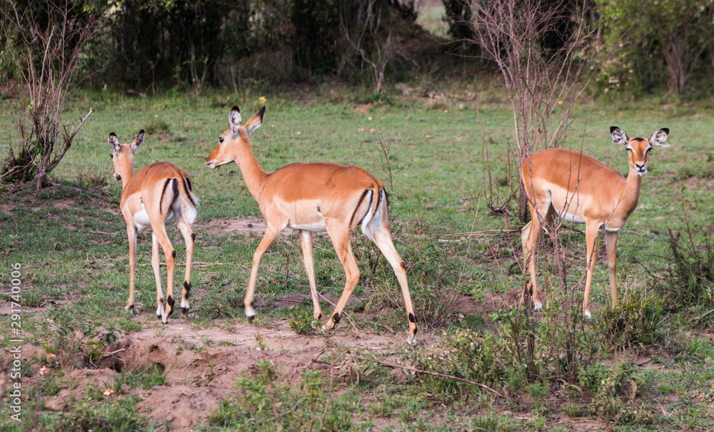 Antelopes in wild nature - Masai Mara, Kenya Antelopes in wild nature - Masai Mara, Kenya