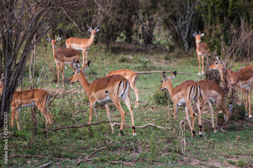 Antelopes in wild nature - Masai Mara  Kenya