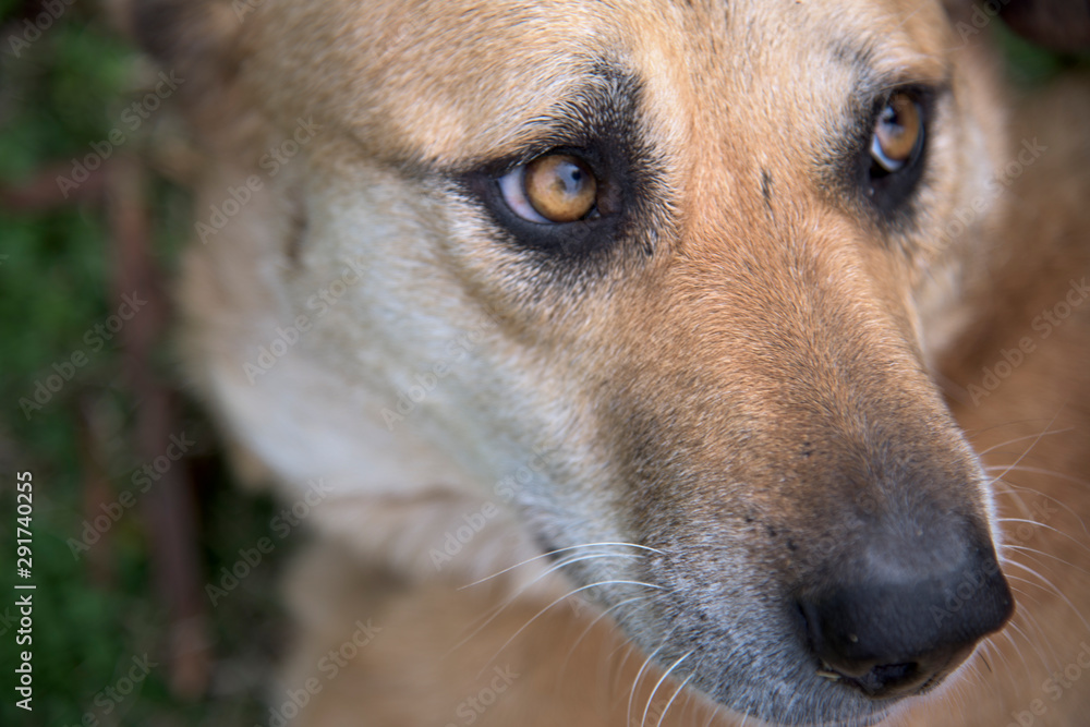 dog eyes dog eyes