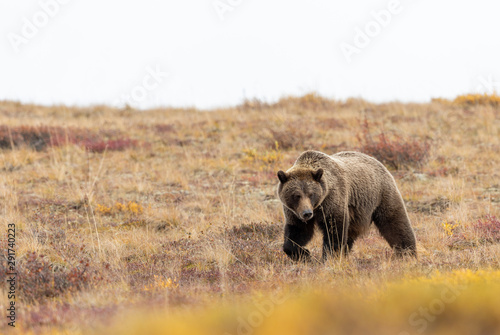 Grizzly Bear in Denali National Park in Autumn