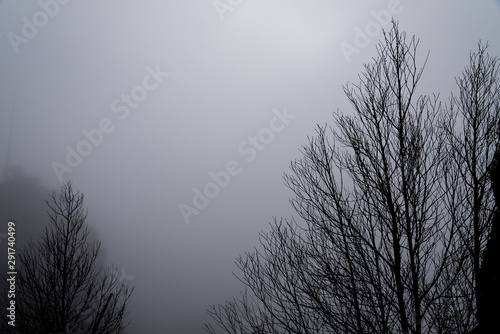 Trees in the fog.