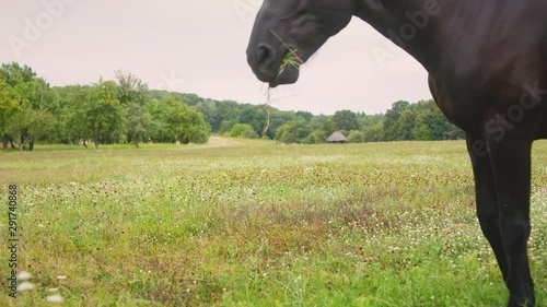 A dark brown horse eats fresh green grass on a field in a village.In the background authentic wooden Ukrainian houses.Horse head close up. A horse grazes on a field. Green meadow. Animals.Eating grass