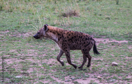 Wild hyena in Masai Mara  Kenya