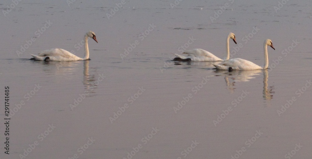 three white wild swans swim along the seashore three white wild swans swim along the seashore