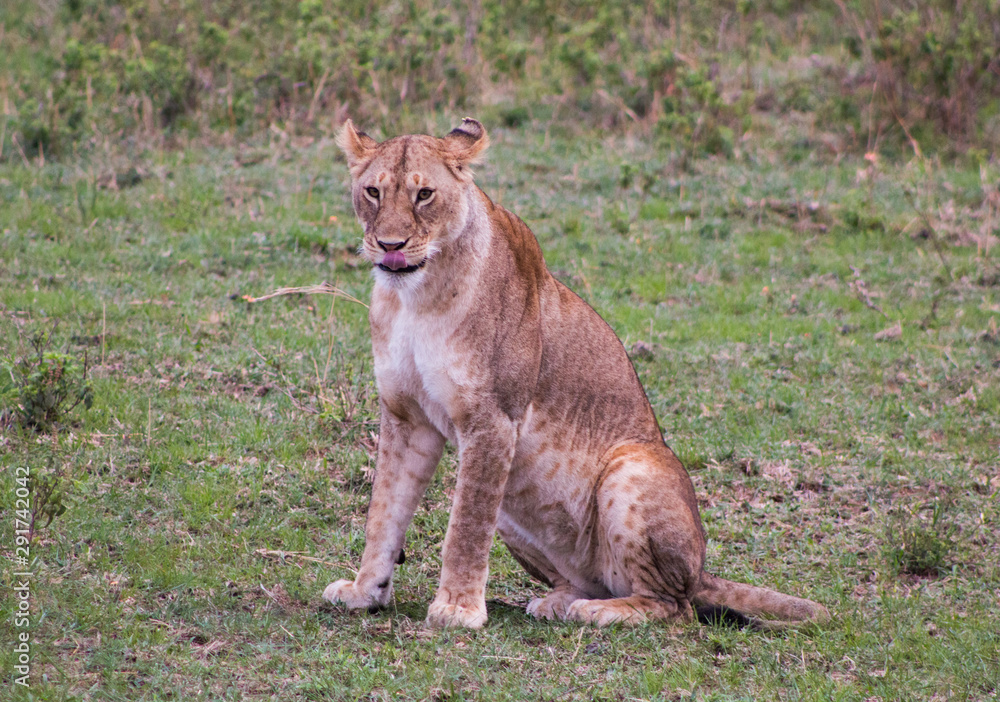 Wild lion in nature - Masai Mara, Kenya Wild lion in nature - Masai Mara, Kenya