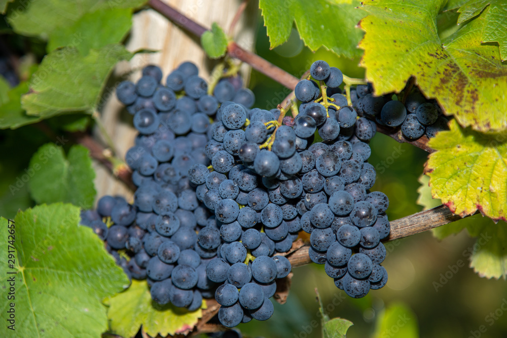 Rotwein Traube blauer Spätburgunder in einem Weinberg in Brauneberg an der Mosel