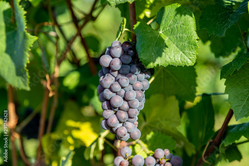 Rotwein Traube blauer Spätburgunder in einem Weinberg in Brauneberg an der Mosel photo