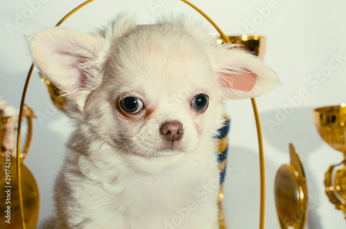 disgruntled cream chihuahua puppy among cups and awards photo