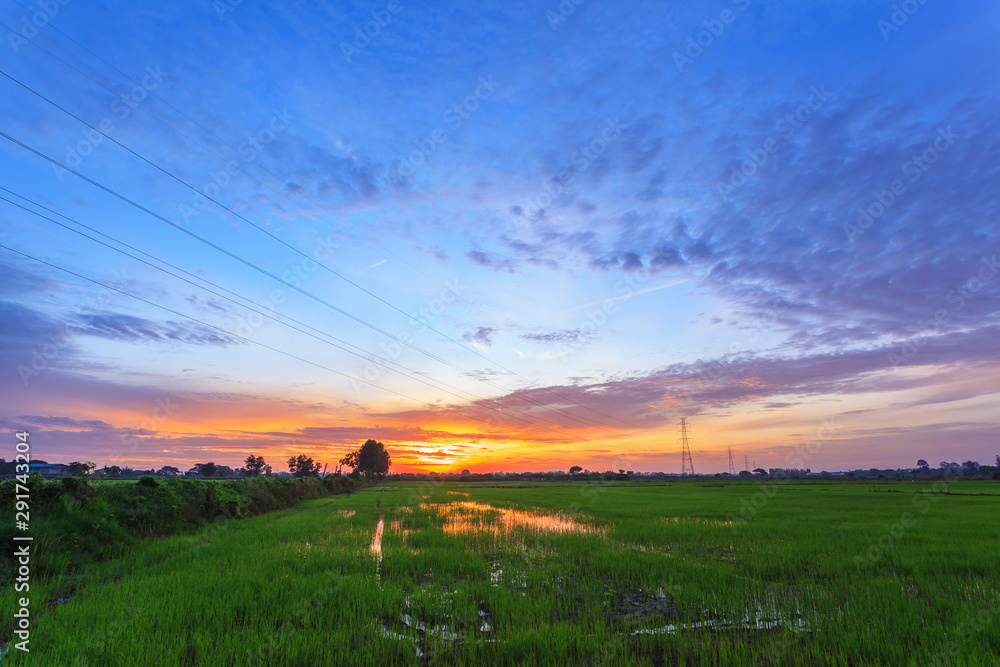 Beautiful landscape of tropical green rice paddy farm at morning sunrise