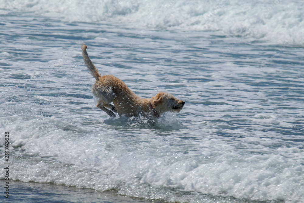 A white labradoodle frolics in the Pacific Ocean on the Oregon coast. A white labradoodle frolics in the Pacific Ocean on the Oregon coast.