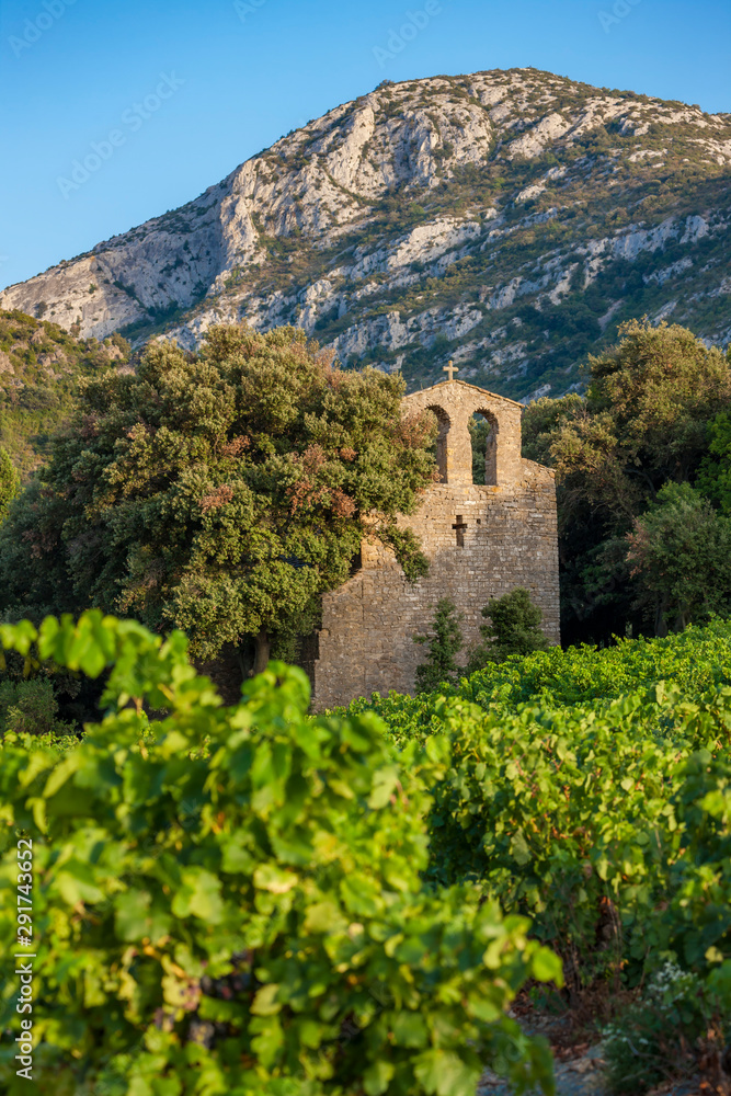 Fototapeta premium vineyards in the wine region Languedoc-Roussillon, Roussillon, France