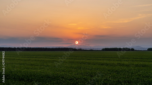 Sunset in a rice field of the  Albufera of Valencia .